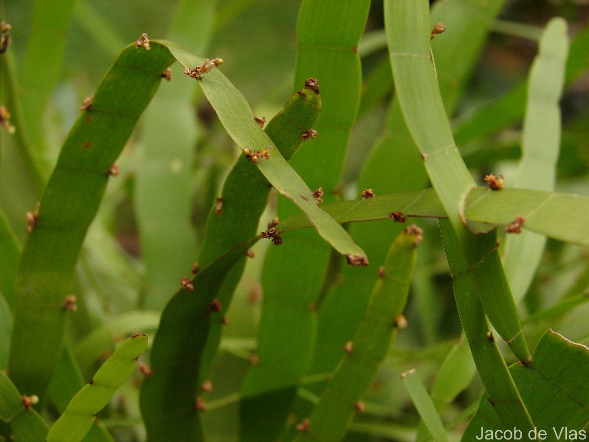 Muehlenbeckia platyclada (F.Muell.) Meisn.